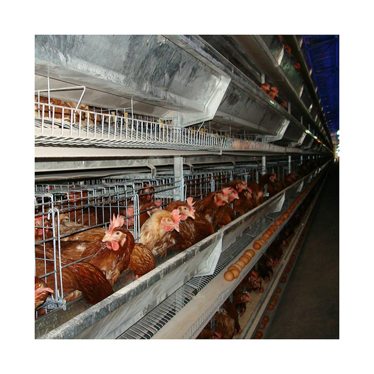 Modern poultry breeding machines laying hens cage system chicken cage accessories for sale