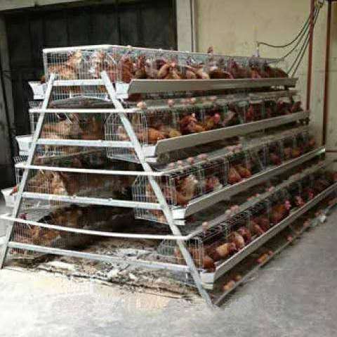 Egg production chicken farm full automatic layer poultry cages with feeding line system