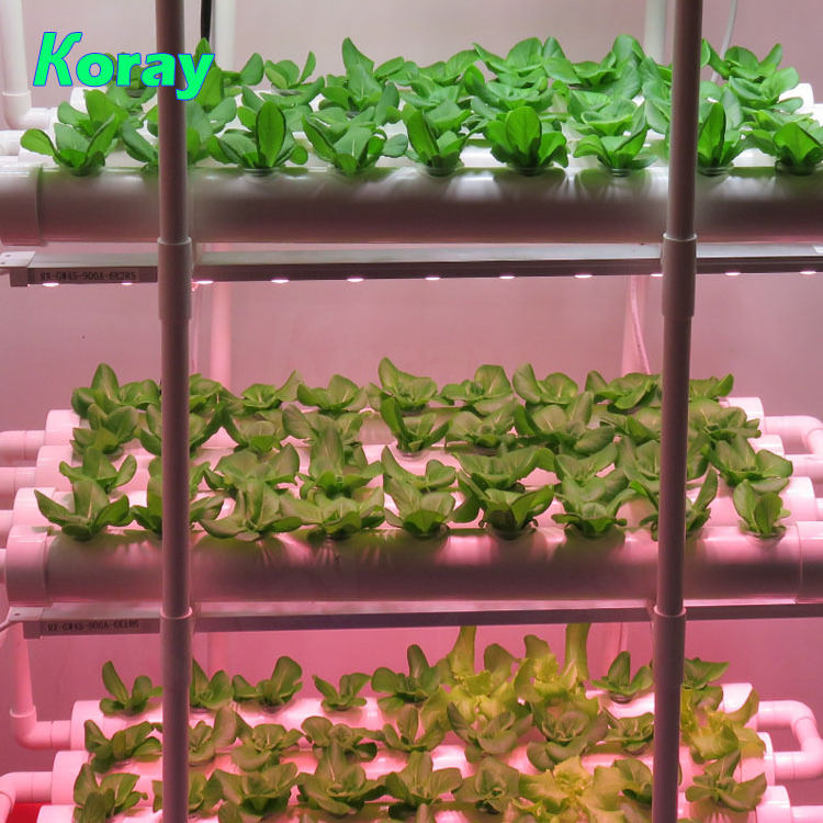 Koray Industrial Dutch Bucket DWC Hydroponic System Family indoor planting vegetable growing systems