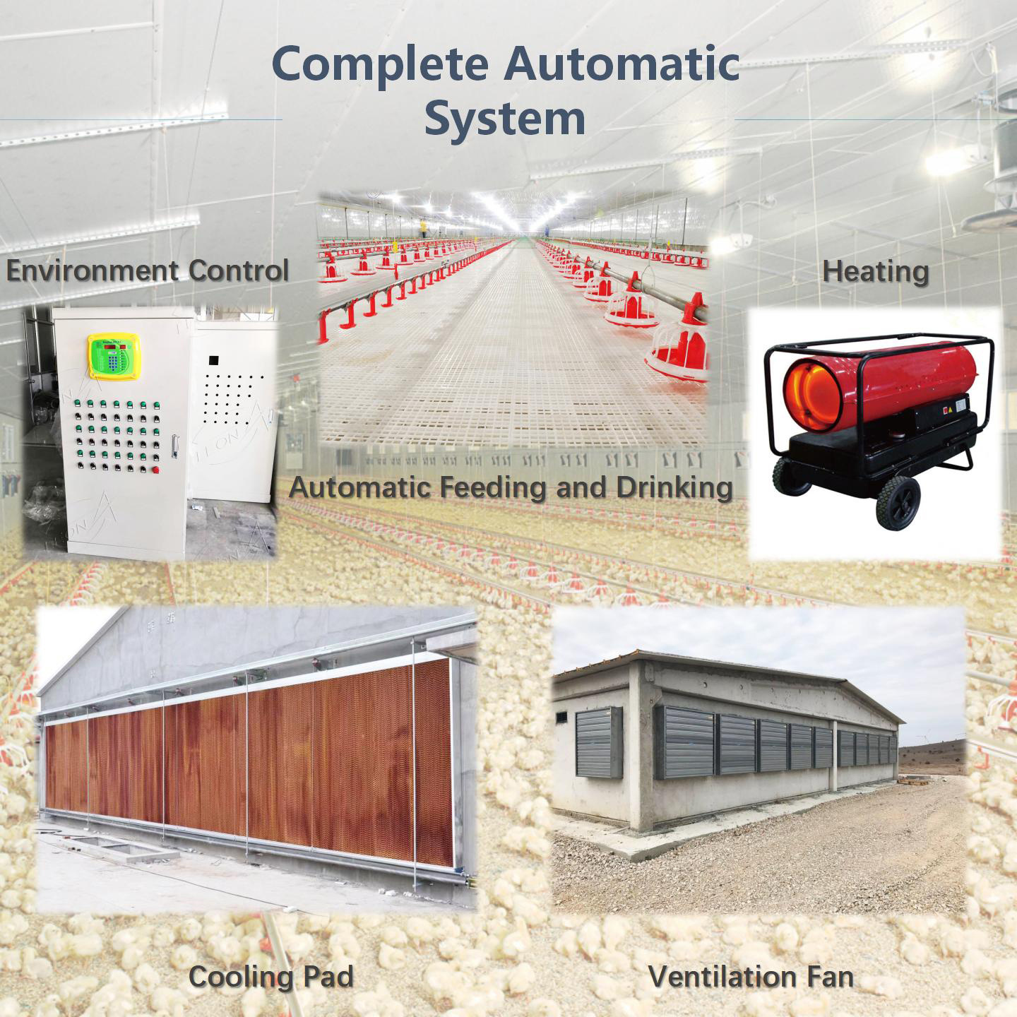 Hot Sale Cheap Feeding Line System Fully Automatic Raising Broiler Chicken House  Poultry Farming Equipment For Broiler Farm