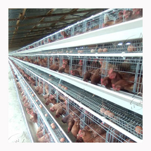 Low Price Hot Dip Galvanized A Type Chick Hen Animal Cages for Poultry Farm Supplies