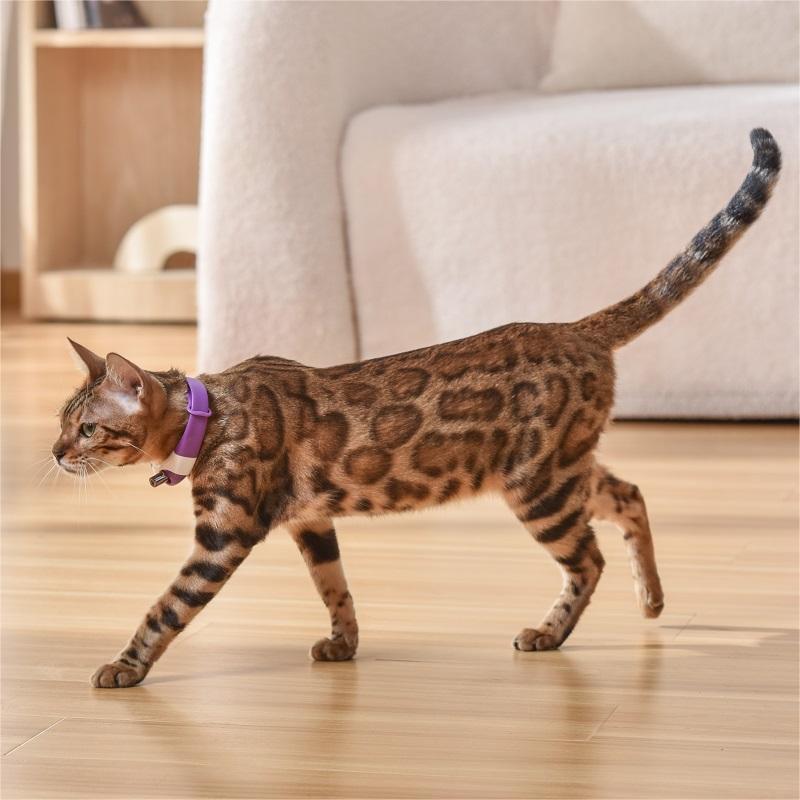 Hot Sales Wearable Automatic Cat Toys Infrared Pet Laser Collar Toy For Cat Self Entertainment Amusing Collar