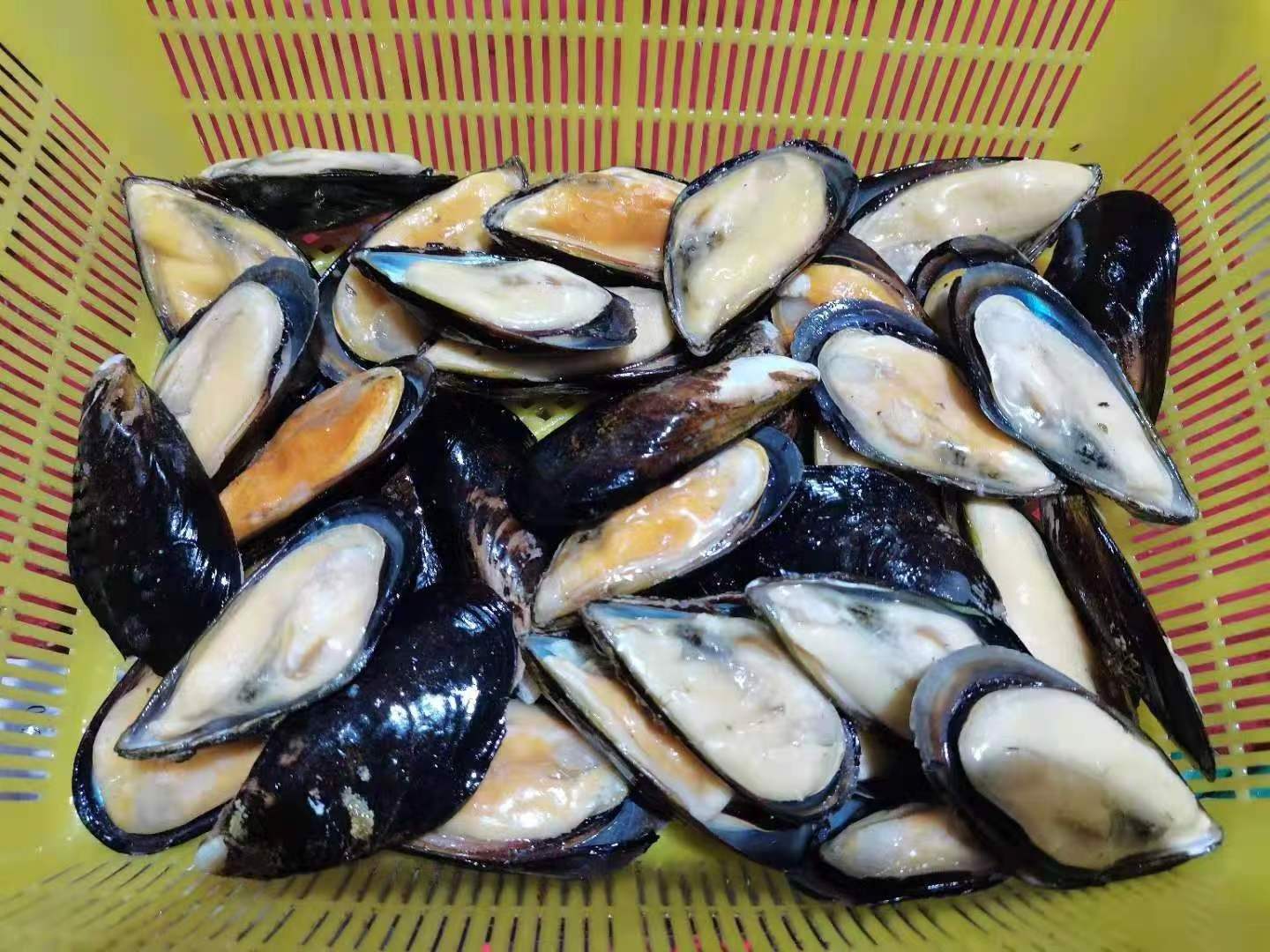 Ready Ship Frozen Half Mussels Cooked Boiled Black Blue Green Mussel Shells With Meat Size 8-10CM