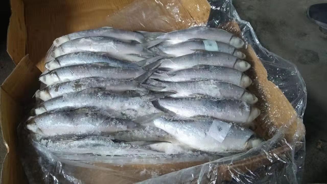 Taiwan Origin Iqf Wr 300-500g 500-800g Frozen Milk Fish