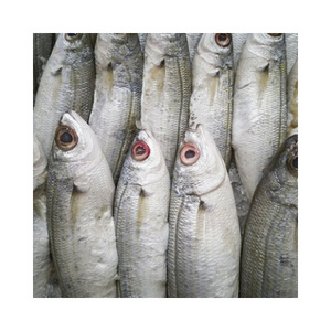 Taiwan Origin Iqf Wr 300-500g 500-800g Frozen Milk Fish