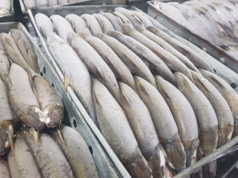 Taiwan Origin Iqf Wr 300-500g 500-800g Frozen Milk Fish