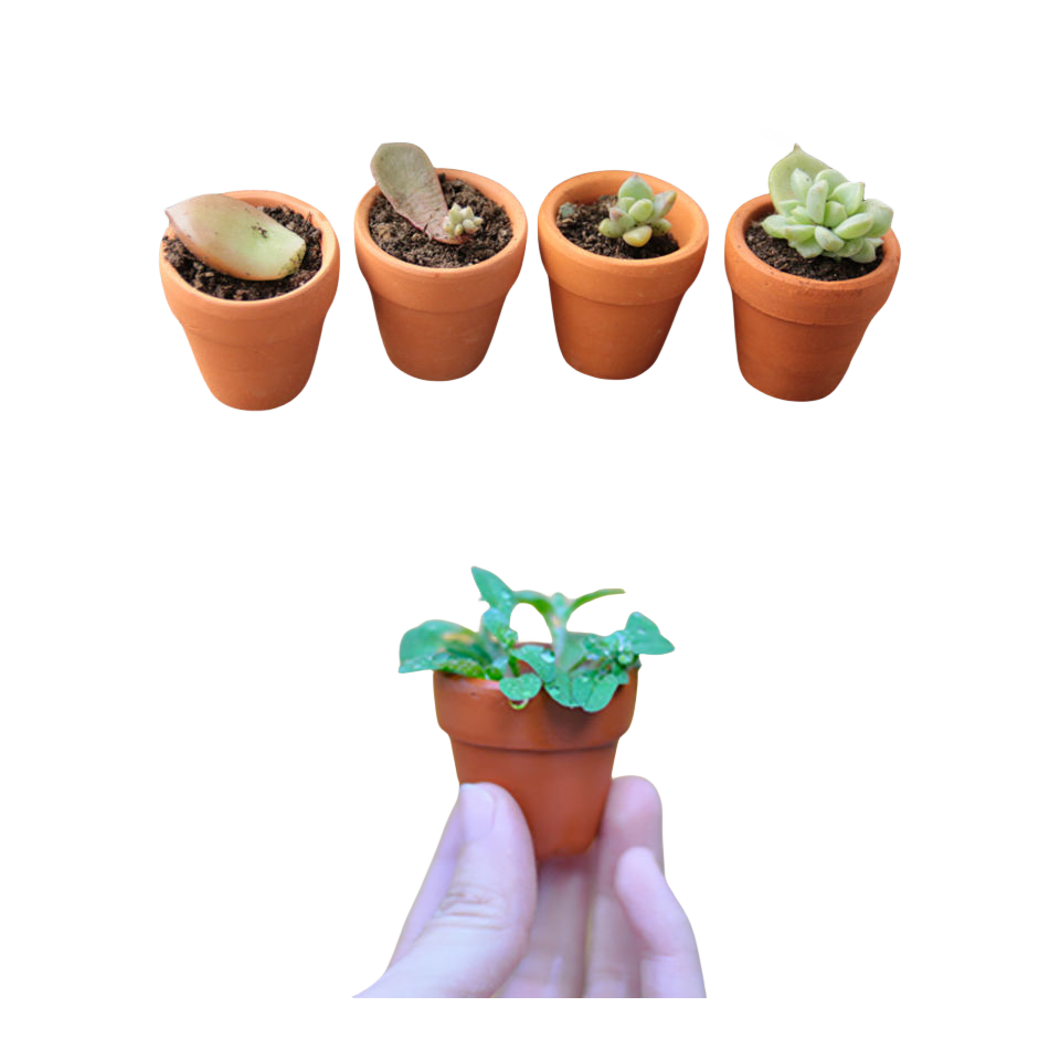 wholesale mini small 2 inch Succulent Nursery Succulent Pots 5cm with tray