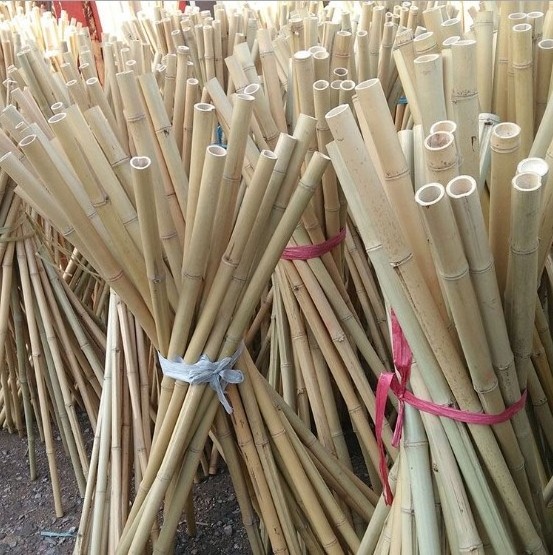 Natural raw bamboo poles for farmland