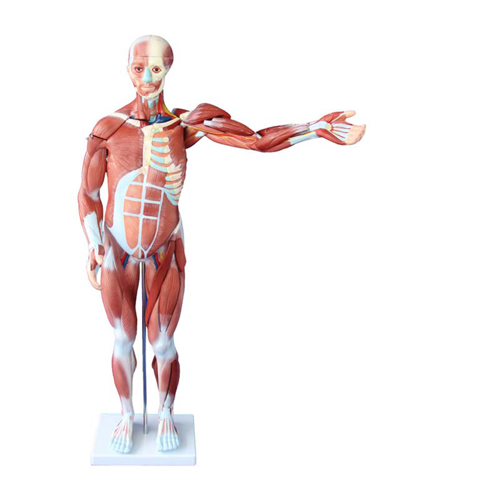 LTM329 80cm plastic human muscle anatomy model