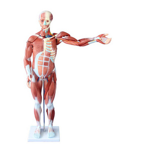 LTM329 80cm plastic human muscle anatomy model