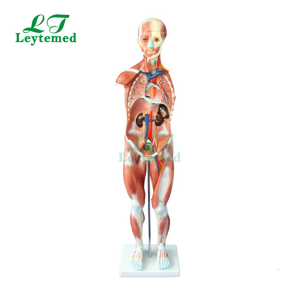 LTM329 80cm plastic human muscle anatomy model