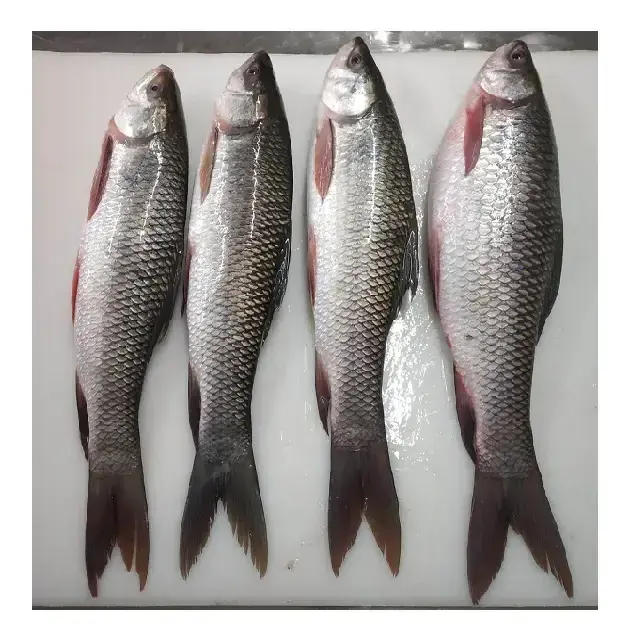 Frozen Rohu freshwater Fish individual frozen fish cheap with High Quality From Vietnam Seafood company