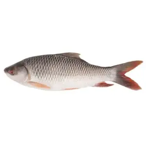 Frozen Rohu freshwater Fish individual frozen fish cheap with High Quality From Vietnam Seafood company