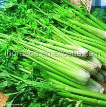 Factory Price Vegetable Root Cutting Machine/celery/lettuce/spinach Root Cutter