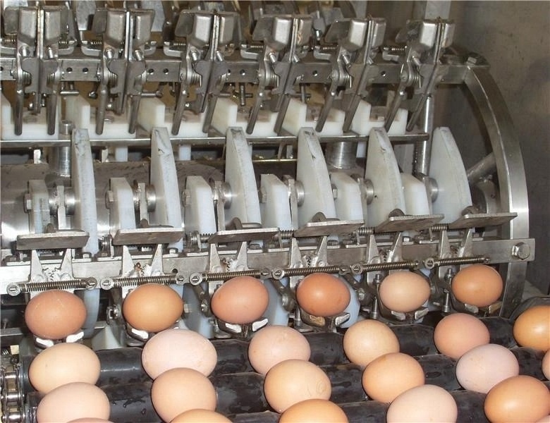 10000 pcs/h automatic stainless steel egg washing machine egg washer for poultry farm