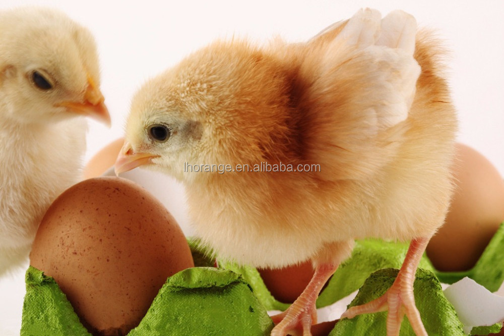 Wholesale incubator machine egg incubator for sale in india/dubai