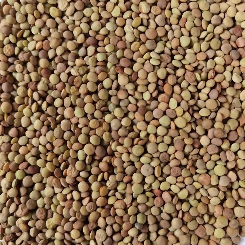 Natural Quality Best Price Football Green Lentils Available In Bulk red lentil Widely Selling Export Quality