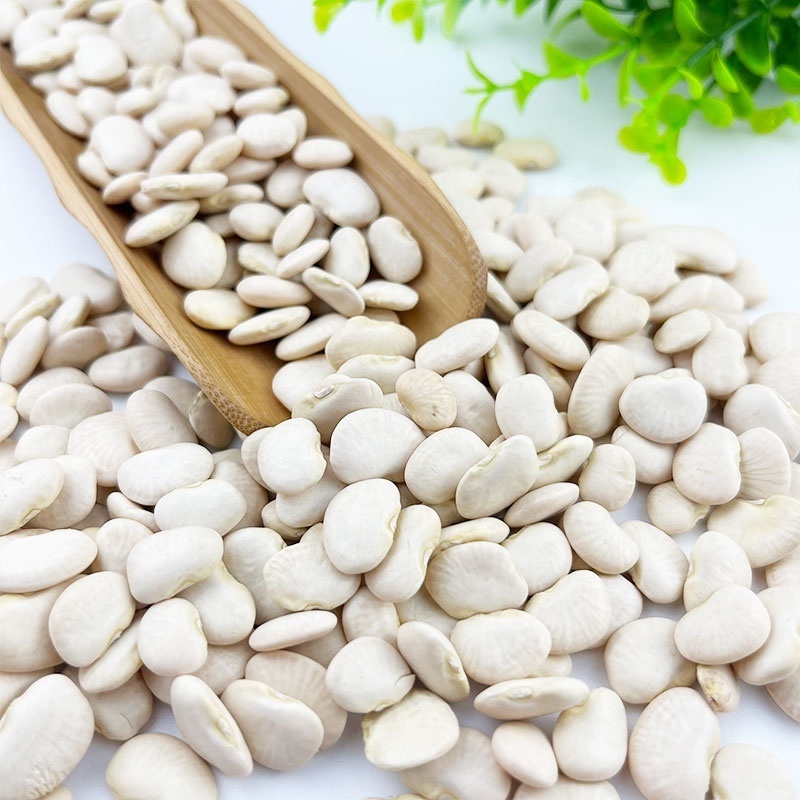 Top Quality butter beans/ White kidney beans at lowest price for Exporting Lima beans