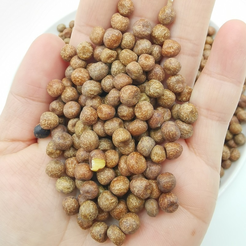 Premium quality dried maple peas  China origin maple peas for sprouting