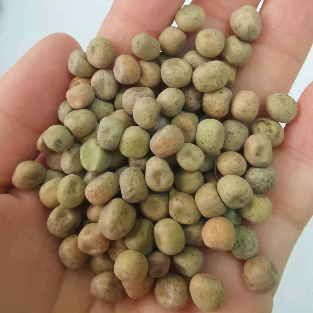 Premium quality dried maple peas  China origin maple peas for sprouting