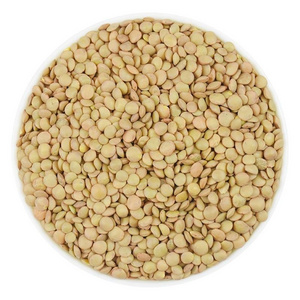 Natural Quality Best Price Football Green Lentils Available In Bulk red lentil Widely Selling Export Quality