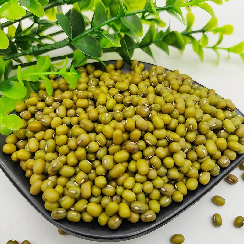 High Quality Green Mung Beans For Sprouts Seed Price