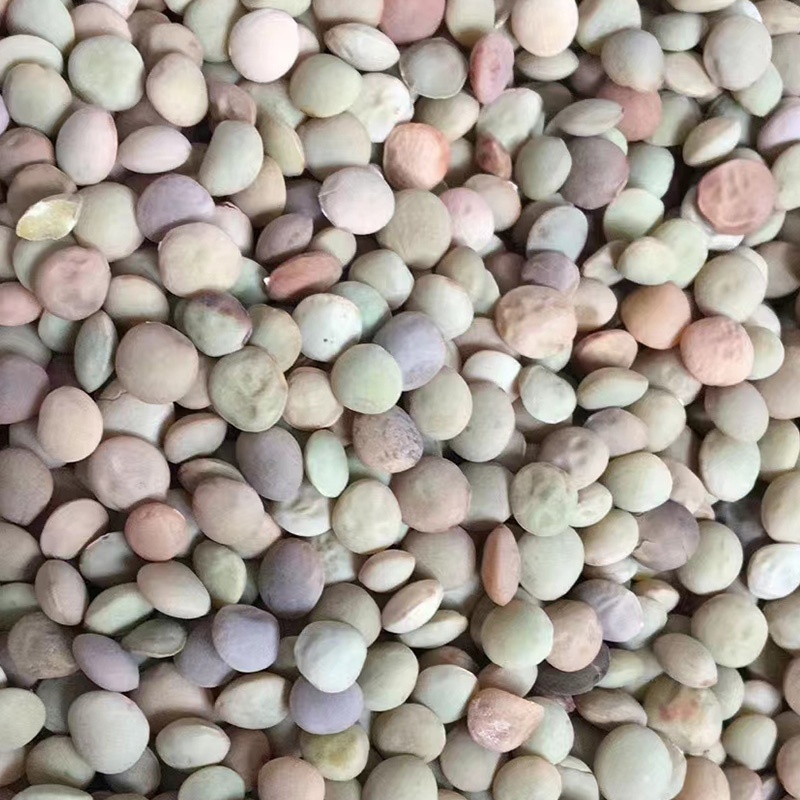 Natural Quality Best Price Football Green Lentils Available In Bulk red lentil Widely Selling Export Quality