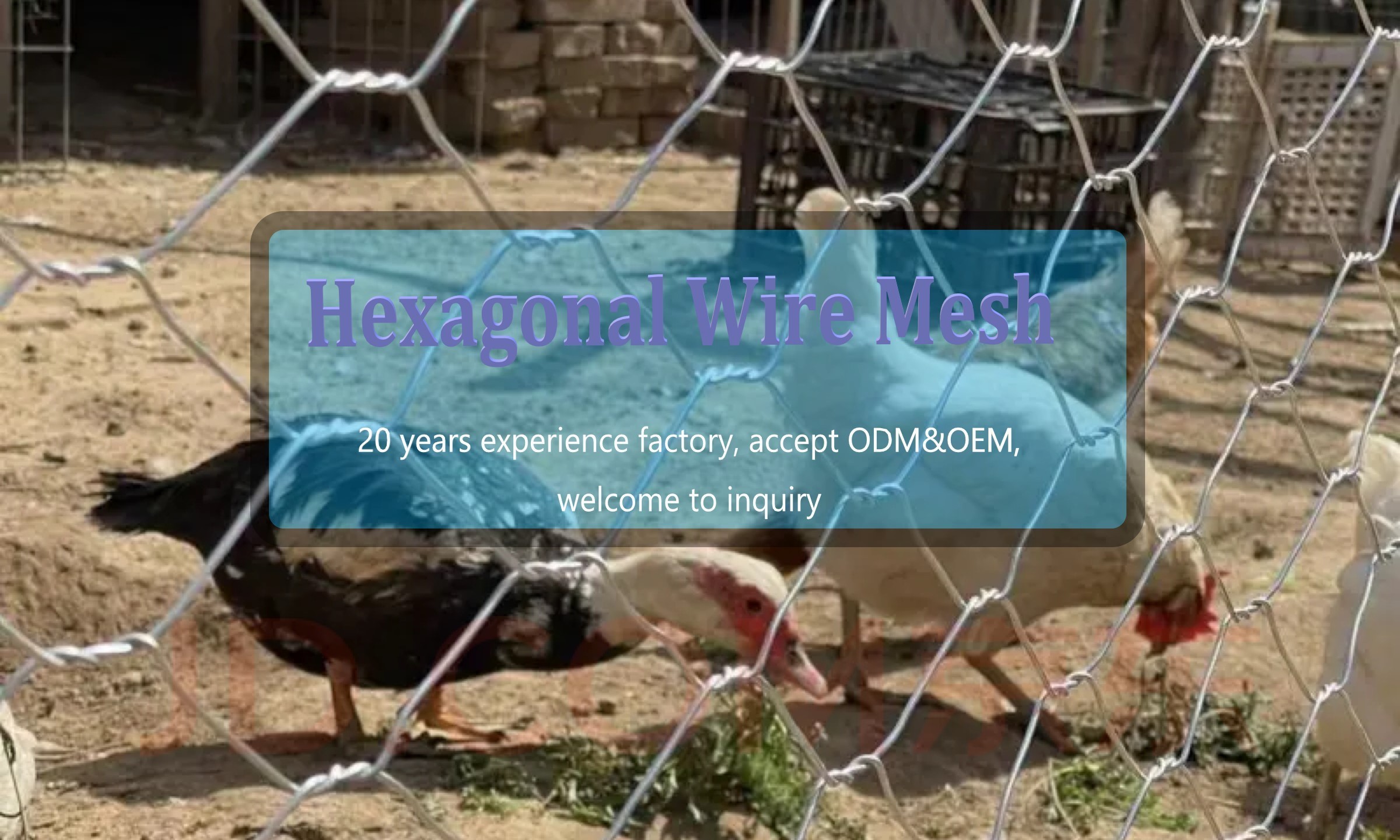 hexagonal mesh Chicken Netting /rabbit Netting Galvanized, PVC Coated Low-carbon Iron Wire