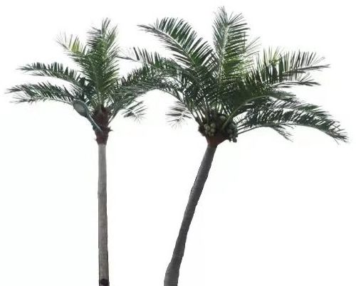 large artificial fake king coconut palm plants tree