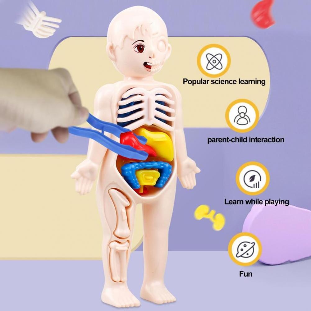 Children Toy Dolls Human Body Model 3D Organ Montessori Puzzle Human Body Anatomy Model Kids Educational Learning Assembled Toy