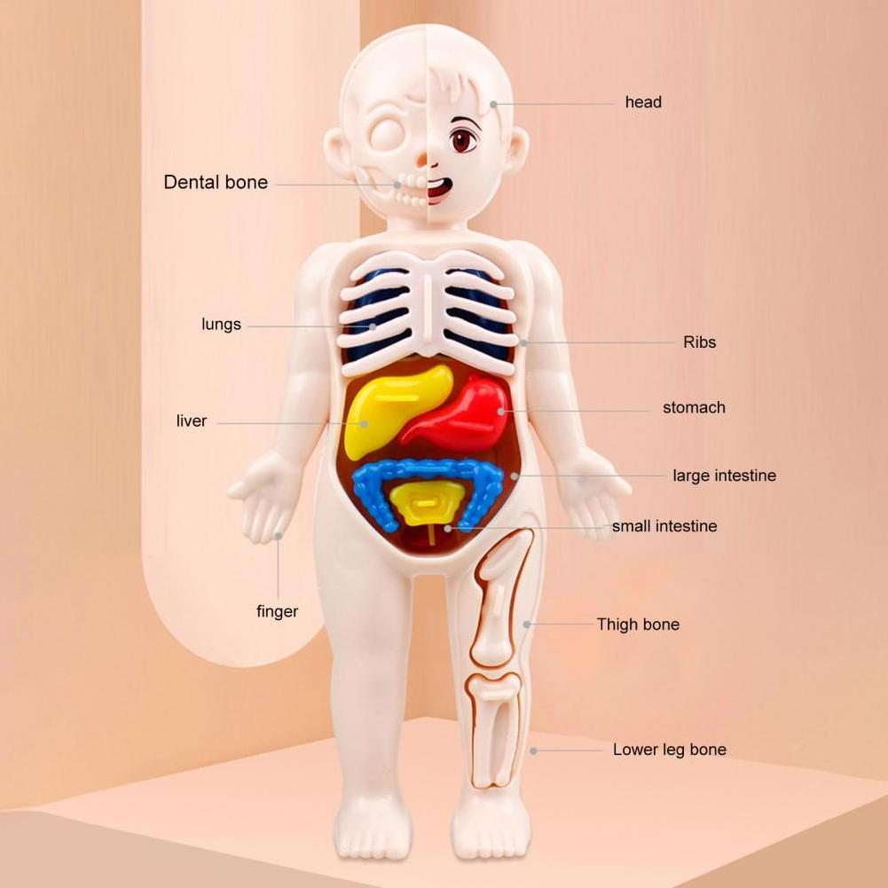 Children Toy Dolls Human Body Model 3D Organ Montessori Puzzle Human Body Anatomy Model Kids Educational Learning Assembled Toy