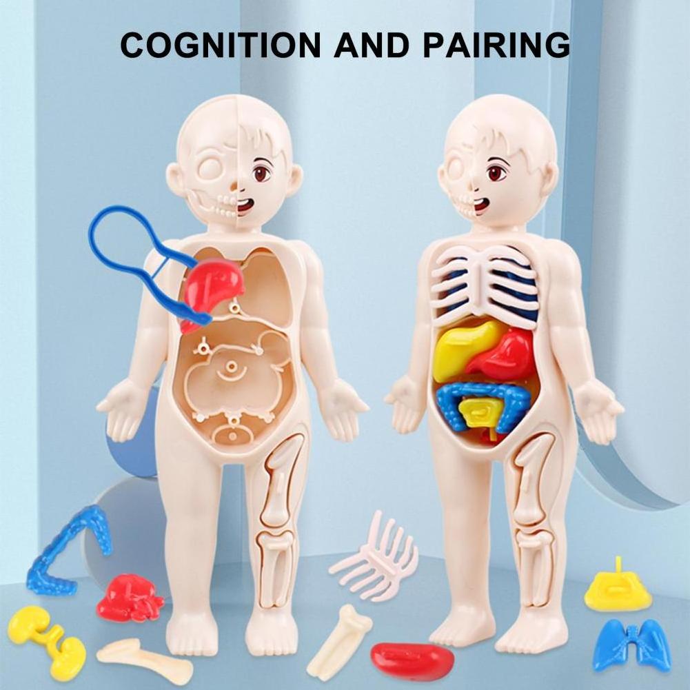 Children Toy Dolls Human Body Model 3D Organ Montessori Puzzle Human Body Anatomy Model Kids Educational Learning Assembled Toy