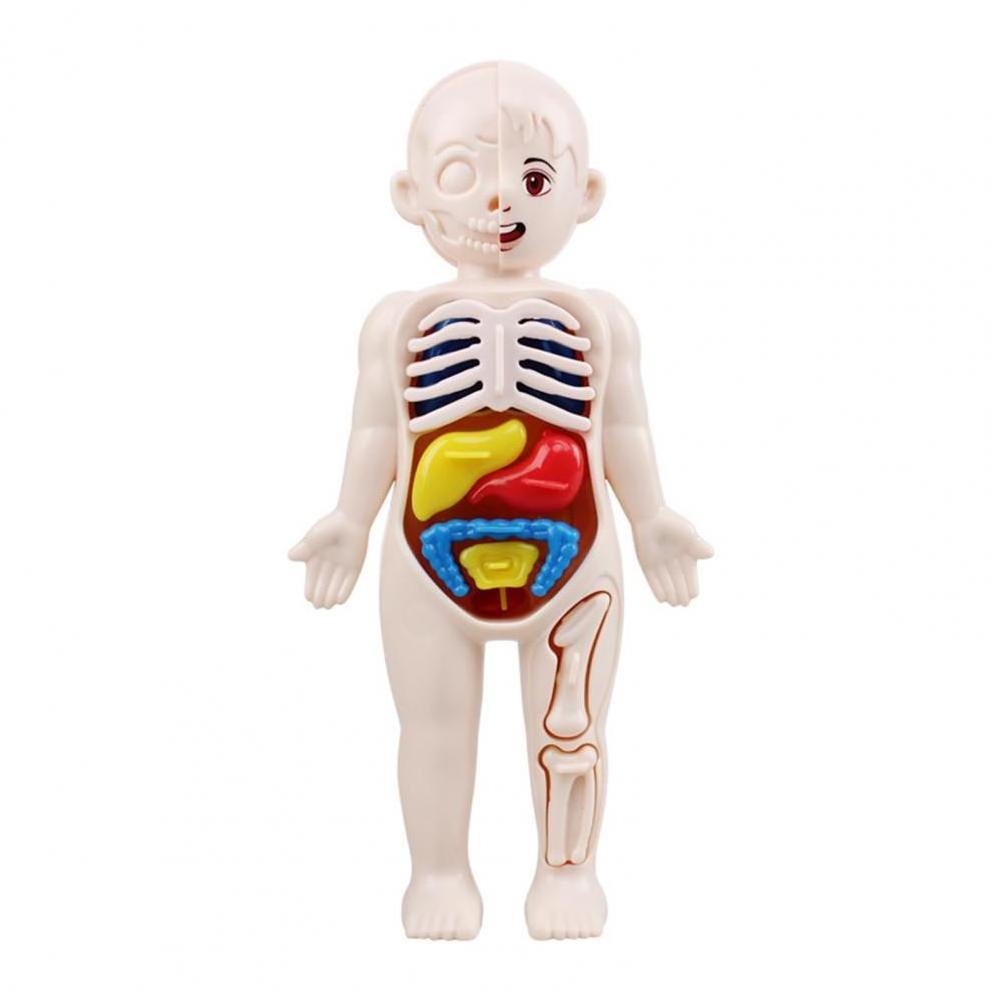 Children Toy Dolls Human Body Model 3D Organ Montessori Puzzle Human Body Anatomy Model Kids Educational Learning Assembled Toy