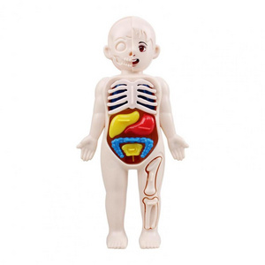 Children Toy Dolls Human Body Model 3D Organ Montessori Puzzle Human Body Anatomy Model Kids Educational Learning Assembled Toy