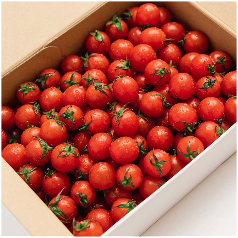 Healthy Japanese product fresh tomato price plant processing