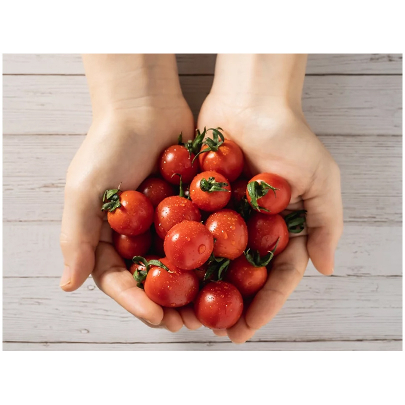 Healthy Japanese product fresh tomato price plant processing