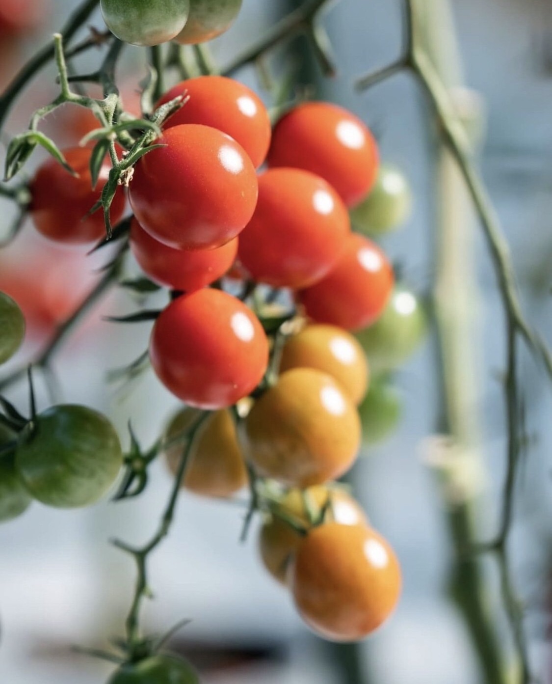 Healthy Japanese product fresh tomato price plant processing