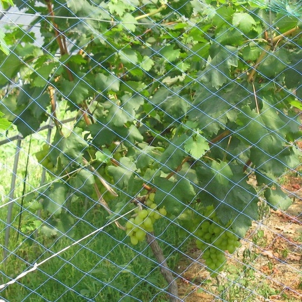 Hot sale Cucumber plant net for plant support net