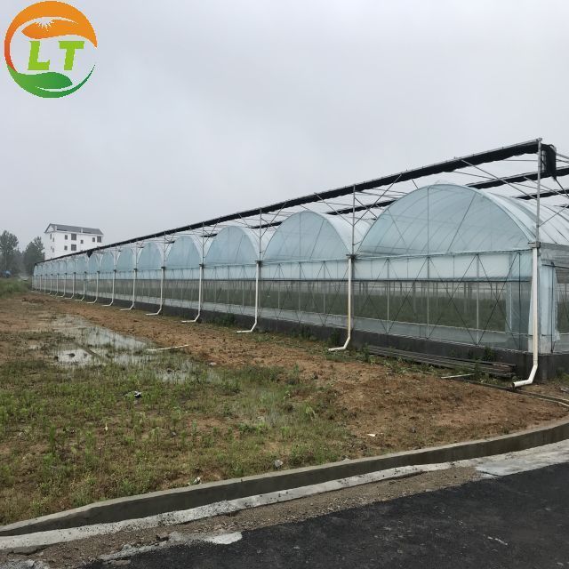 cheapest price commercial used multi span greenhouse for sale