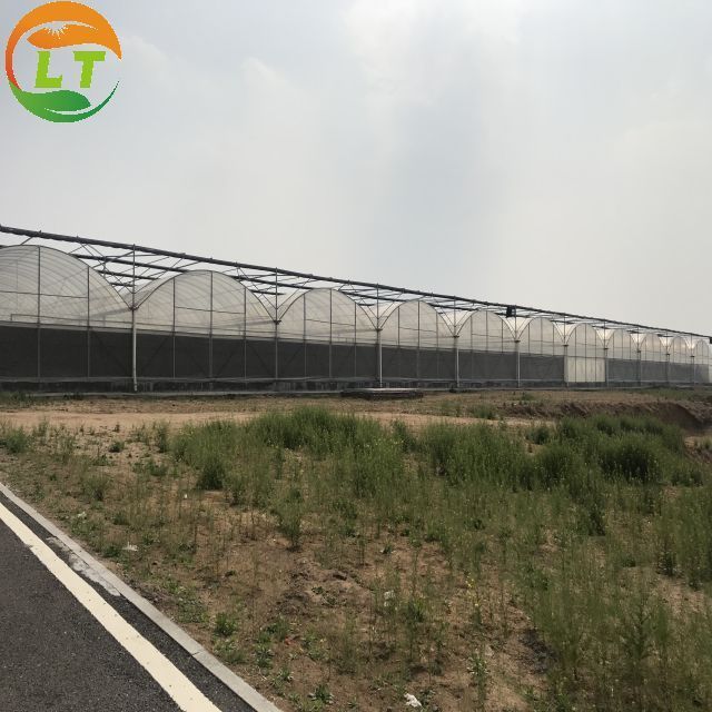 cheapest price commercial used multi span greenhouse for sale