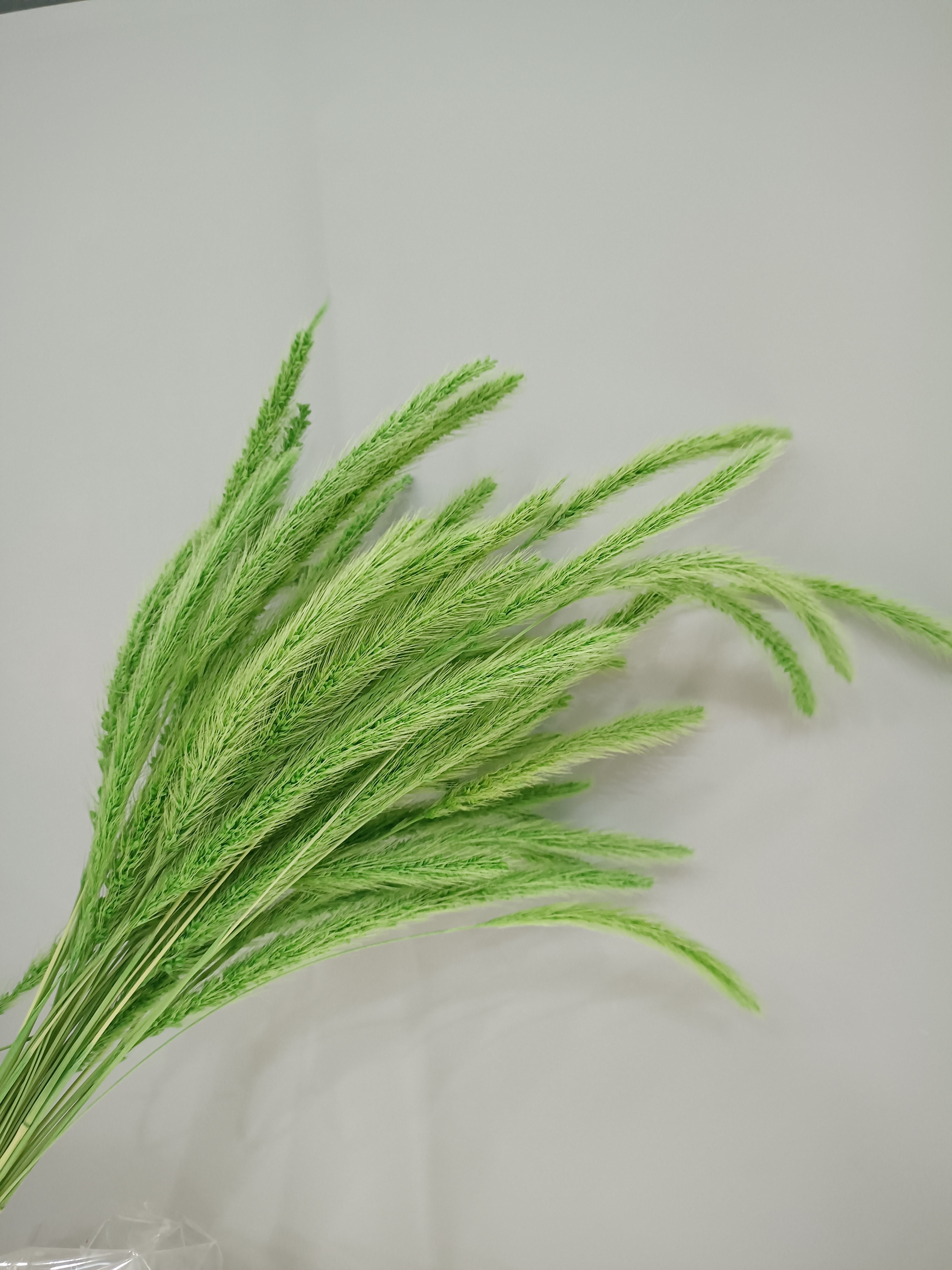 2022 Top Selling Setaria Viridis Natural Dried Dog's Tail Grass for home office wedding