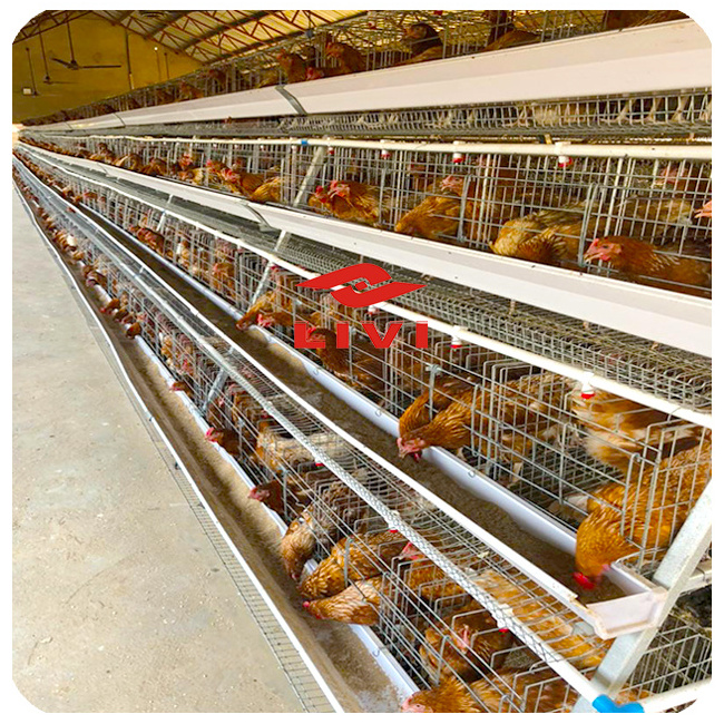 Zhengzhou LIVI A type galvanized chicken cages for laying hen poultry cage Chicken Layer Cage Used In Poultry Farm