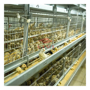 Automatic Pullet Chicken Cage Raising System Poultry Farm Equipment for Small Chick Large Farm