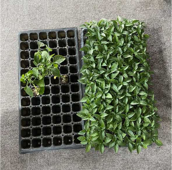 Wholesale Plant growing trays Rectangle Plastic hydroponic tray China Factory Wholesale 200 Cells seedling trays