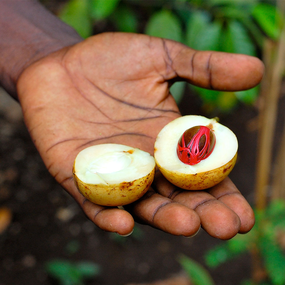 Organic Nutmeg and Mace