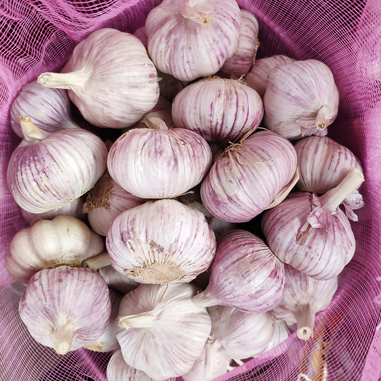 2024 Chinese Garlic Red Garlic Fresh Garlic / Alho from China