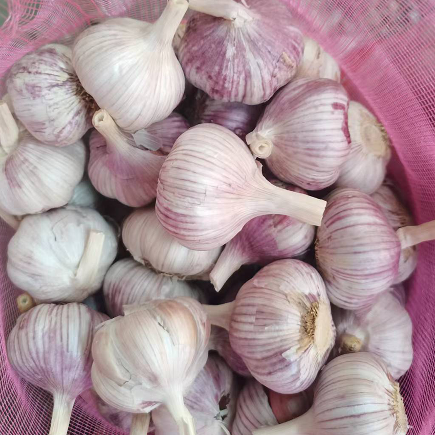 2024 Chinese Garlic Red Garlic Fresh Garlic / Alho from China