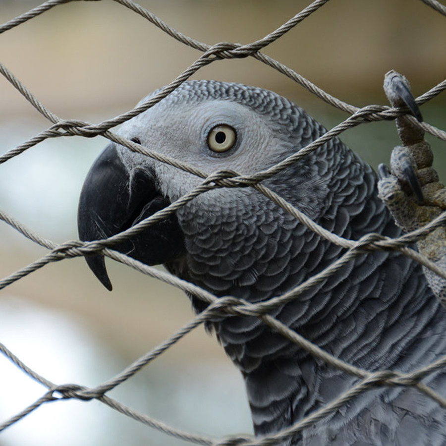 Macaw aviary wire mesh / bird aviary mesh panels /  Stainless steel Walk-In Aviary Mesh