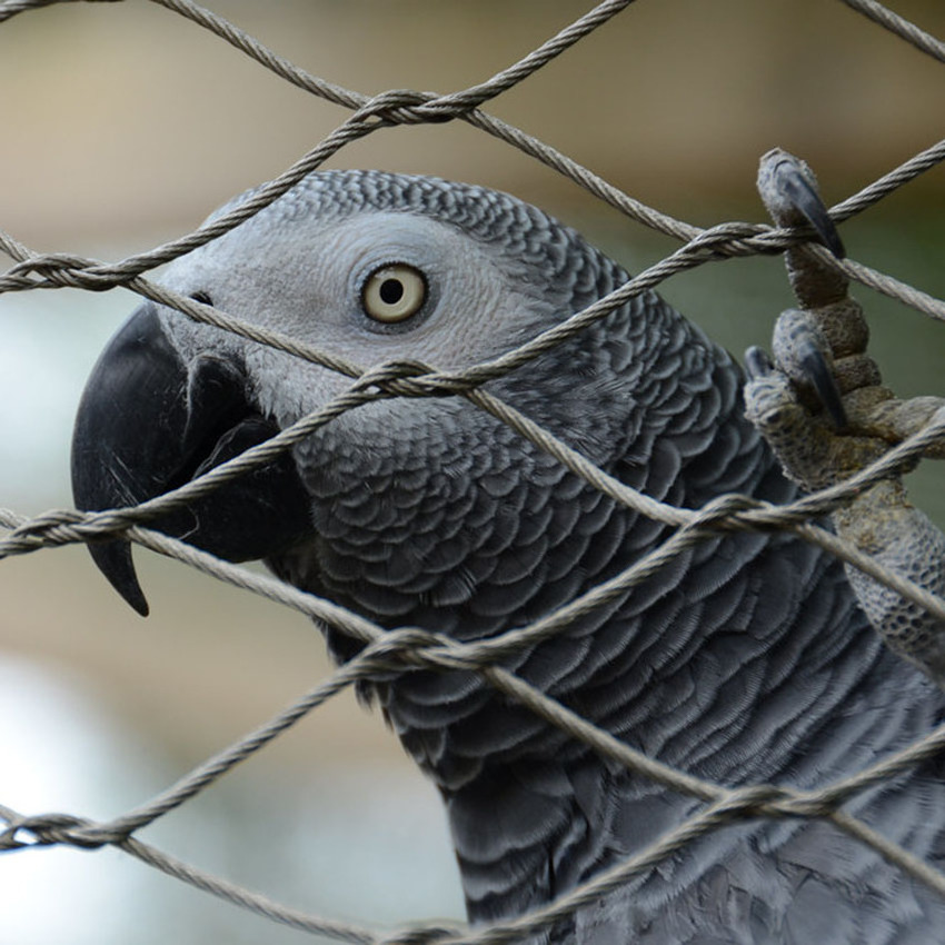 Flexible Stainless steel Knotted mesh /aviary netting / X-Tend Zoo Mesh