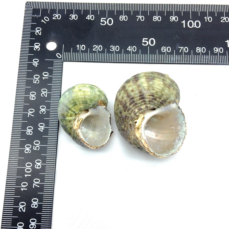 Wholesale Sea shell Pendant Snail Spiral Beach Shells with Electroplated 18 K Gold Color Necklace Pendants